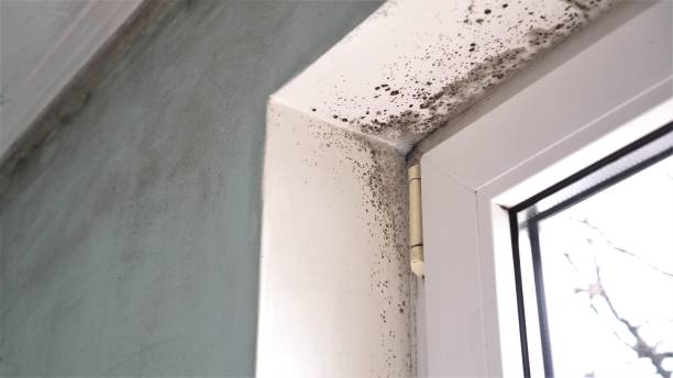 Best Black Mold Removal  in Eleanor, WV