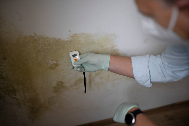 Best Best Mold Removal Companies  in Eleanor, WV