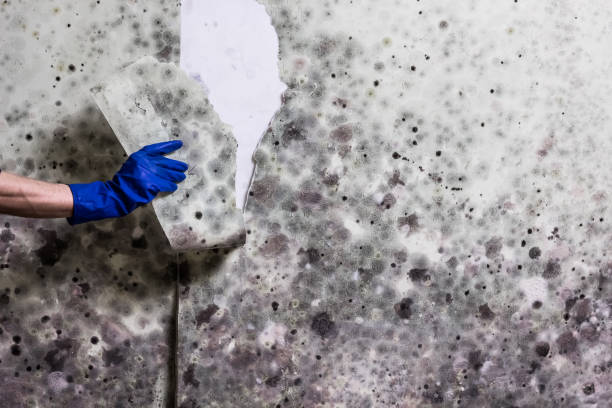 Best Mold Damage Repair  in Eleanor, WV